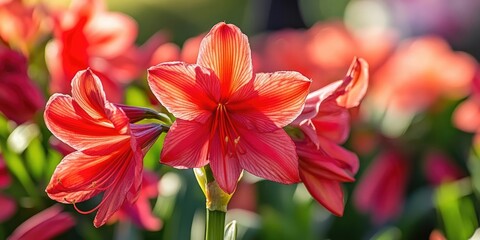 Fototapeta premium Vibrant red and pink Gippeastrum flowers in full bloom with lush green foliage creating a beautiful garden scene under soft natural light
