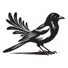 Magpie bird Silhouette Vector Illustration, Solid White Background.