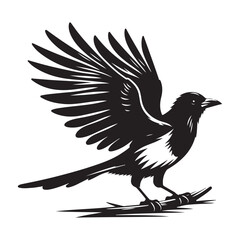 Magpie bird Silhouette Vector Illustration, Solid White Background.