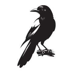 Magpie bird Silhouette Vector Illustration, Solid White Background. © Faysal