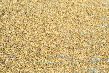 Paddy rice (gabah) spread out under the sun for drying, showcasing the traditional post-harvest process to prepare grains for milling