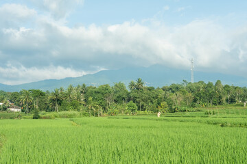 A lush green rice field stretching towards majestic mountains, with fluffy white clouds scattered across a bright blue sky, creating a peaceful and scenic countryside view