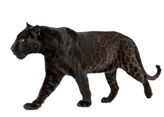 Naklejka premium black panther isolated on white