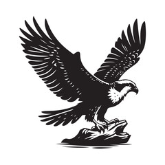 Osprey bird Silhouette Vector Illustration, Solid White Background.