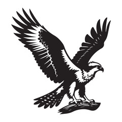 Osprey bird Silhouette Vector Illustration, Solid White Background.