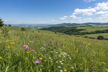 Vibrant Wildflower Meadow Under Clear Blue Sky in Rolling Green Hills with Scenic Horizon View