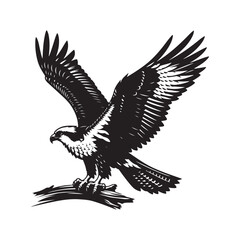 Osprey bird Silhouette Vector Illustration, Solid White Background.