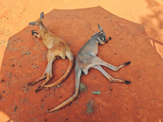 Kangaroo rest on the red sand under the shade. Funny big animal. Ecotourism concept. 