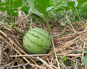 watermelon growing in the field. watermelon on plantation