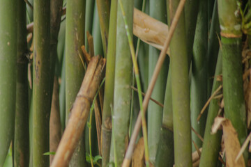 green bamboo tree in a garden. bamboo forest background	
