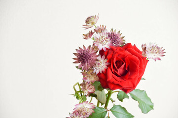 薔薇とアストランチア