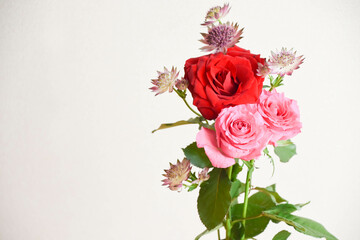 薔薇とアストランチア