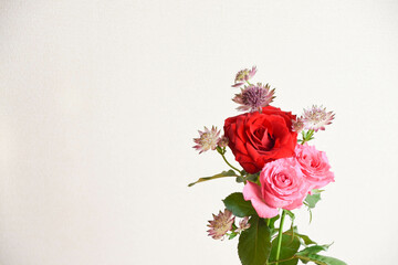 Fototapeta premium 薔薇とアストランチア
