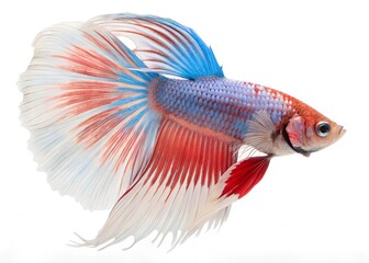 Fototapeta premium aquarium fish cockerel, isolated on background