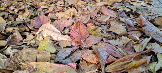 dry leaves from scattered teak trees	

