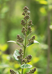 The first leaves and buds of lilac (syringa)
