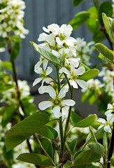 White flowers of shadwood or shadblow (Amelanchier)