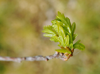 Young  first leaves of oak