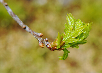Young  first leaves of oak
