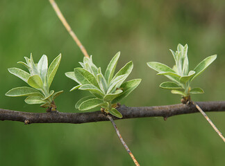 Silverberry or wolf-villas pale first green leaves
