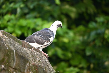 Rock dove or rock pigeon. It is a popular pet bird in the world. In some areas, it is also bringing up for meat. It also used to work as a messenger in the olden times.