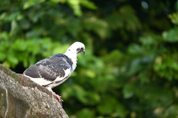 Rock dove or rock pigeon. It is a popular pet bird in the world. In some areas, it is also bringing up for meat. It also used to work as a messenger in the olden times.
