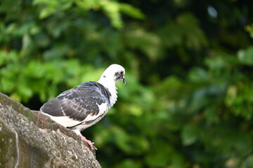 Rock dove or rock pigeon. It is a popular pet bird in the world. In some areas, it is also bringing up for meat. It also used to work as a messenger in the olden times.
