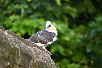 Rock dove or rock pigeon. It is a popular pet bird in the world. In some areas, it is also bringing up for meat. It also used to work as a messenger in the olden times.