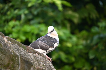 Rock dove or rock pigeon. It is a popular pet bird in the world. In some areas, it is also bringing up for meat. It also used to work as a messenger in the olden times.