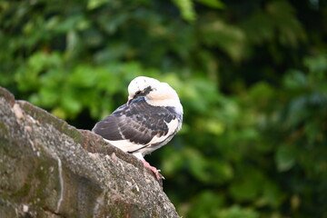 Rock dove or rock pigeon. It is a popular pet bird in the world. In some areas, it is also bringing up for meat. It also used to work as a messenger in the olden times.