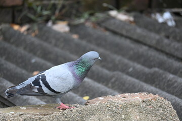 Rock dove or rock pigeon. It is a popular pet bird in the world. In some areas, it is also bringing up for meat. It also used to work as a messenger in the olden times.