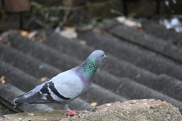 Rock dove or rock pigeon. It is a popular pet bird in the world. In some areas, it is also bringing up for meat. It also used to work as a messenger in the olden times.
