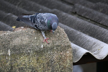 Rock dove or rock pigeon. It is a popular pet bird in the world. In some areas, it is also bringing up for meat. It also used to work as a messenger in the olden times.