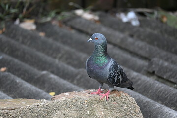 Rock dove or rock pigeon. It is a popular pet bird in the world. In some areas, it is also bringing up for meat. It also used to work as a messenger in the olden times.