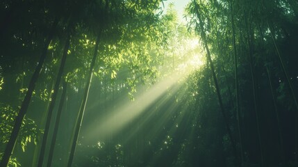 Obraz premium Bamboo forest with soft light filtering through tall stalks