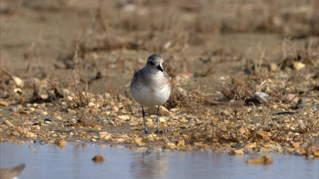 A Red Knot walking near water looking for food