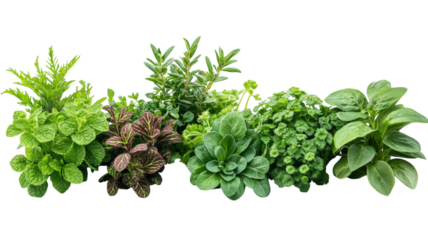 Fresh herbs and greens arranged beautifully for culinary delights and gardening inspiration