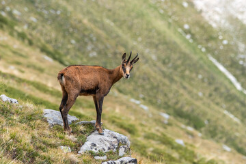 Wild animal in Bulgaria. Adult Chamois (Rupicapra rupicapra) standing on the mountain slope. Pirin mountains near Bansko.