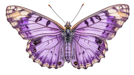 Obraz premium Elegant purple butterfly showcases intricate patterns in nature's palette