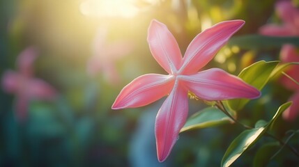 Fototapeta premium flower with petals shaped like starfish, radiating a soft, calming scent.