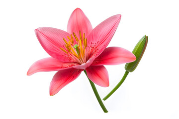 Pink Lotus flower blossom isolated on white background. Water lily flower close up