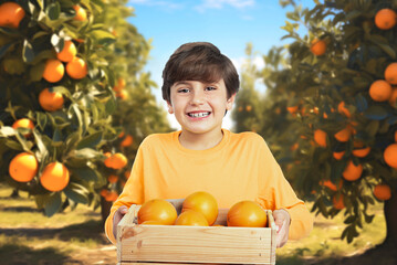 Charming smiling young boy in yellow sweater, holding a box of oranges in an orange grove. Healthy fruit consumption