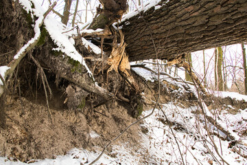 Ravine with fallen dry tree in snowy forest on sunny day in winter