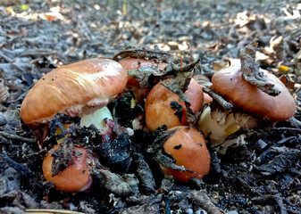 Suillus mushrooms in the forest. Brown edible mushrooms in a pine forest