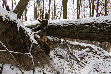 Ravine with fallen dry tree in snowy forest on sunny day in winter