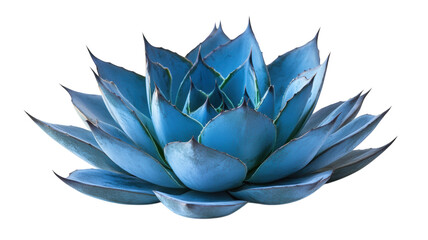 Stunning blue agave plant showcasing intricate leaf patterns in bright light