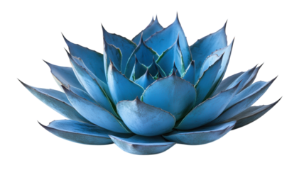 Stunning blue agave plant showcasing intricate leaf patterns in bright light