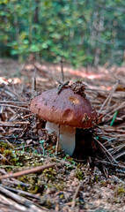 Suillus mushrooms in the forest. Brown edible mushrooms in a pine forest
