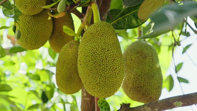 In a vibrant tropical garden, ripe jackfruit hangs from the branches of tall trees under bright sunlight. The lush green leaves create a serene atmosphere, highlighting the fruits' unique texture.