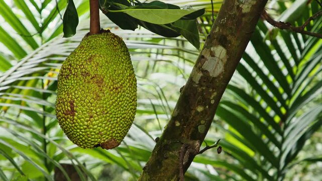 In a vibrant tropical garden, a ripe jackfruit hangs from a tree branch. Surrounding lush foliage creates a beautiful backdrop for this nature-filled moment captured in the wild.
